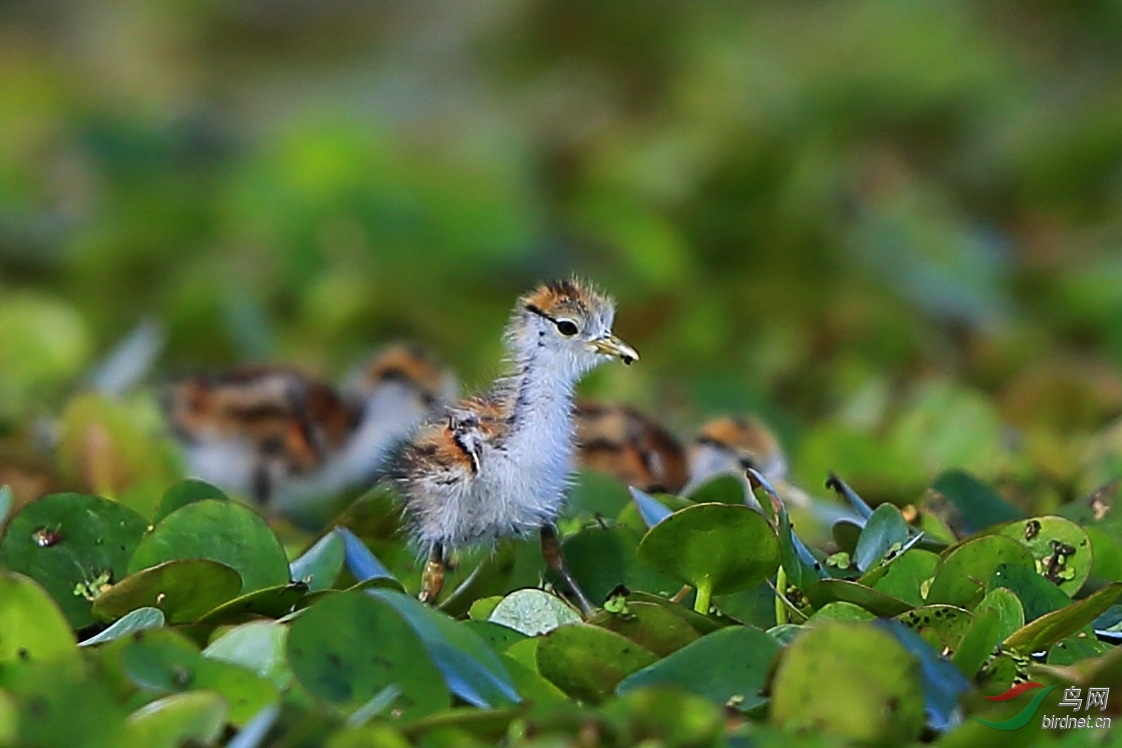 我两天大了------水雉幼鸟
