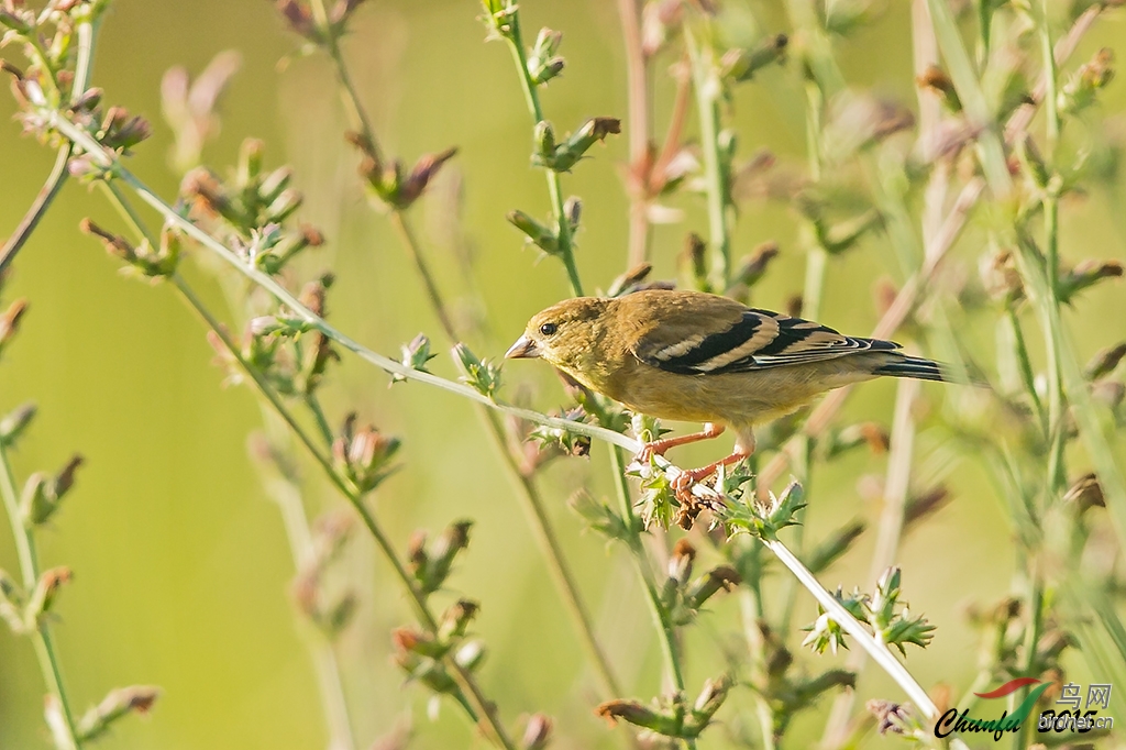 美洲金翅雀母鸟?请老师指教,谢谢!