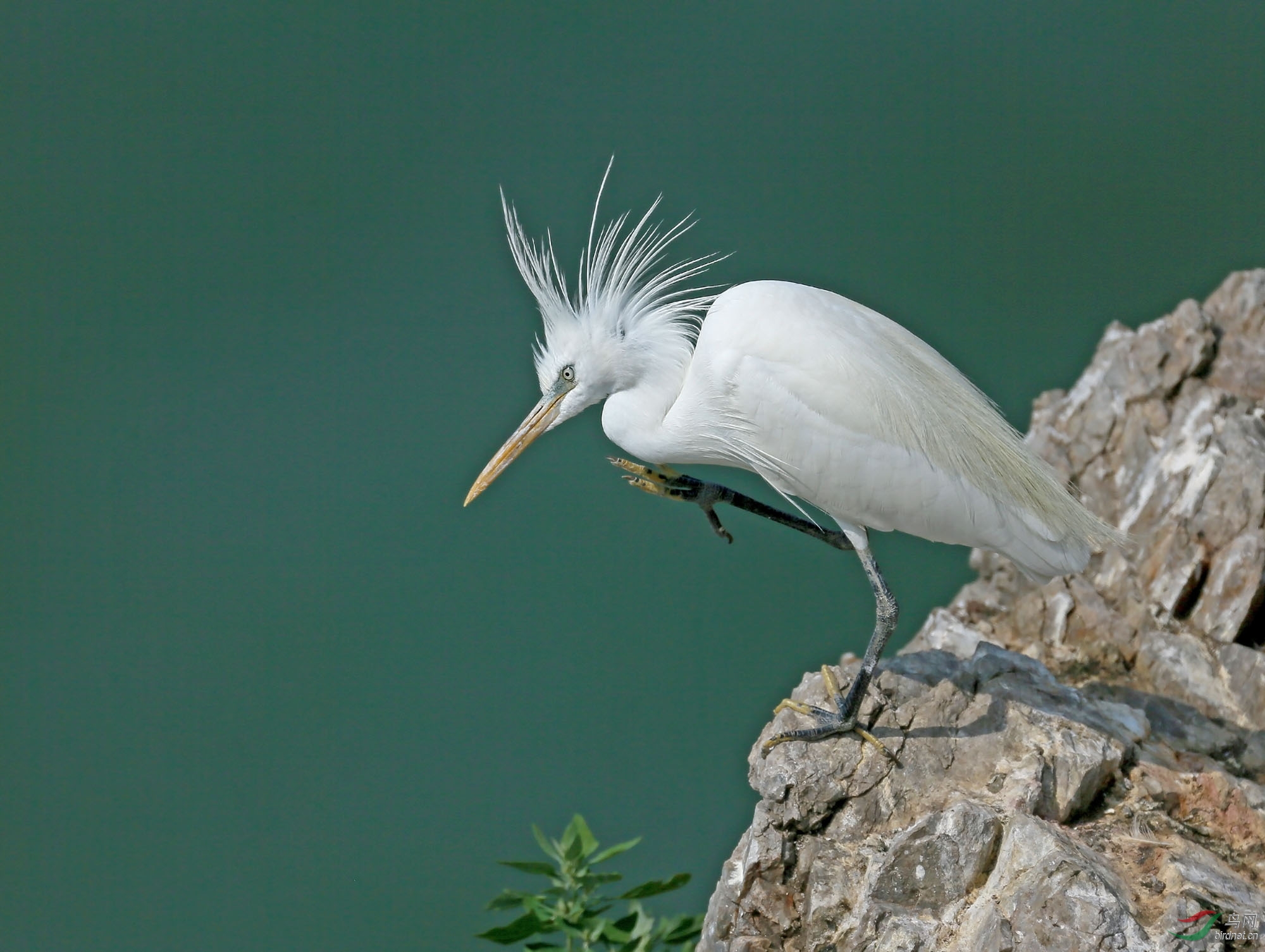 打个招呼——黄嘴白鹭