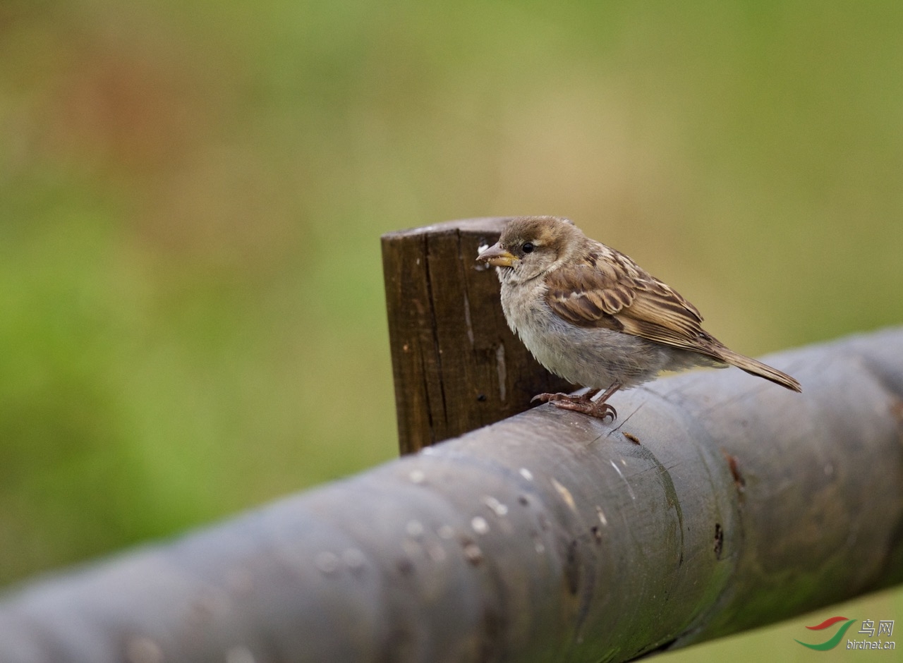 德国莱茵河畔的丛林麻雀直白眉且延伸至脑后