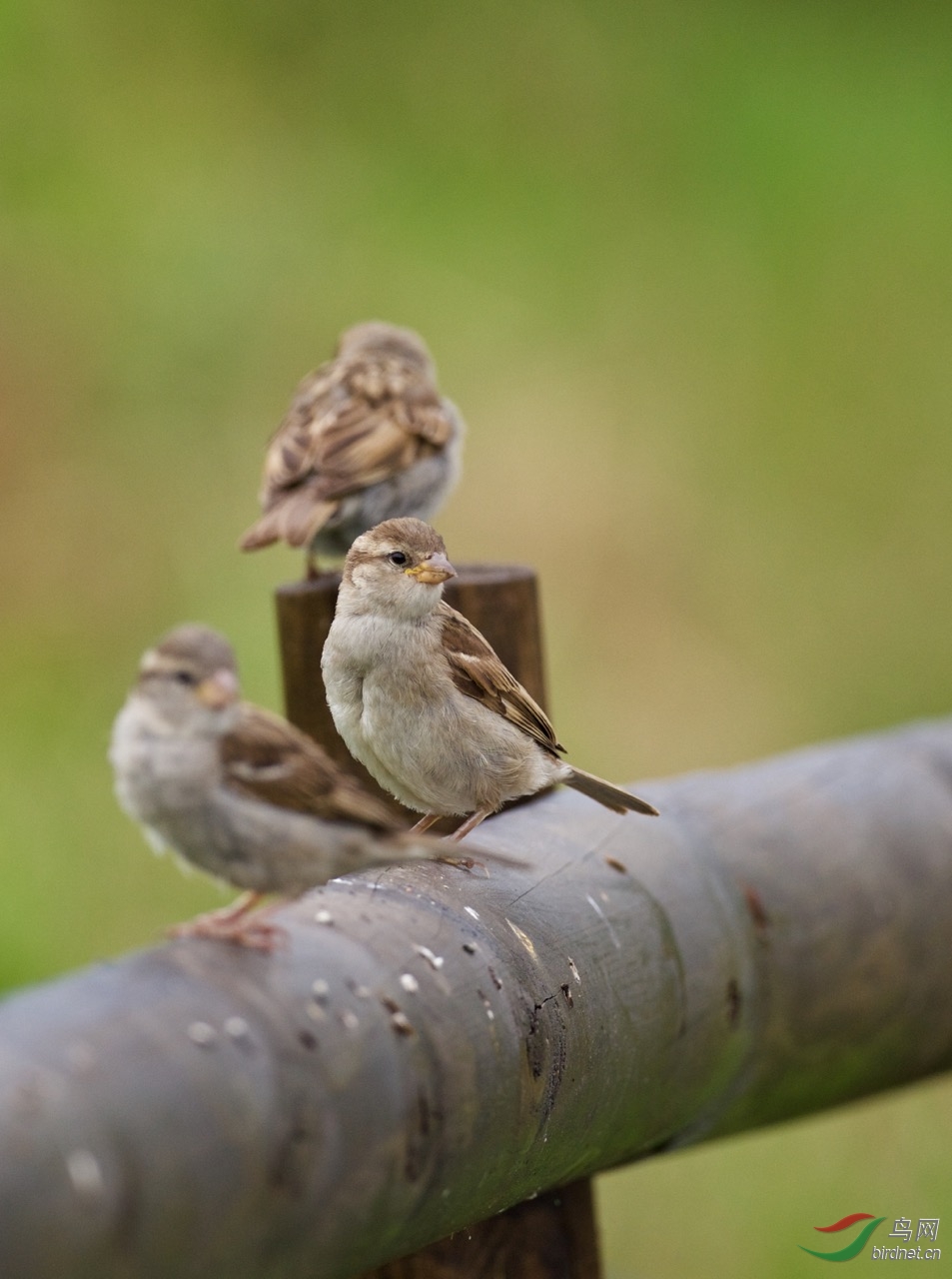 德国莱茵河畔的丛林麻雀直白眉且延伸至脑后