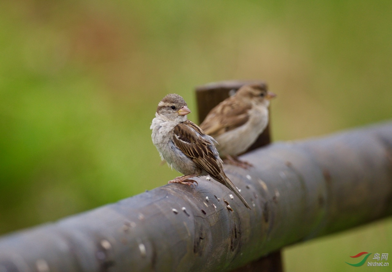 德国莱茵河畔的丛林麻雀直白眉且延伸至脑后
