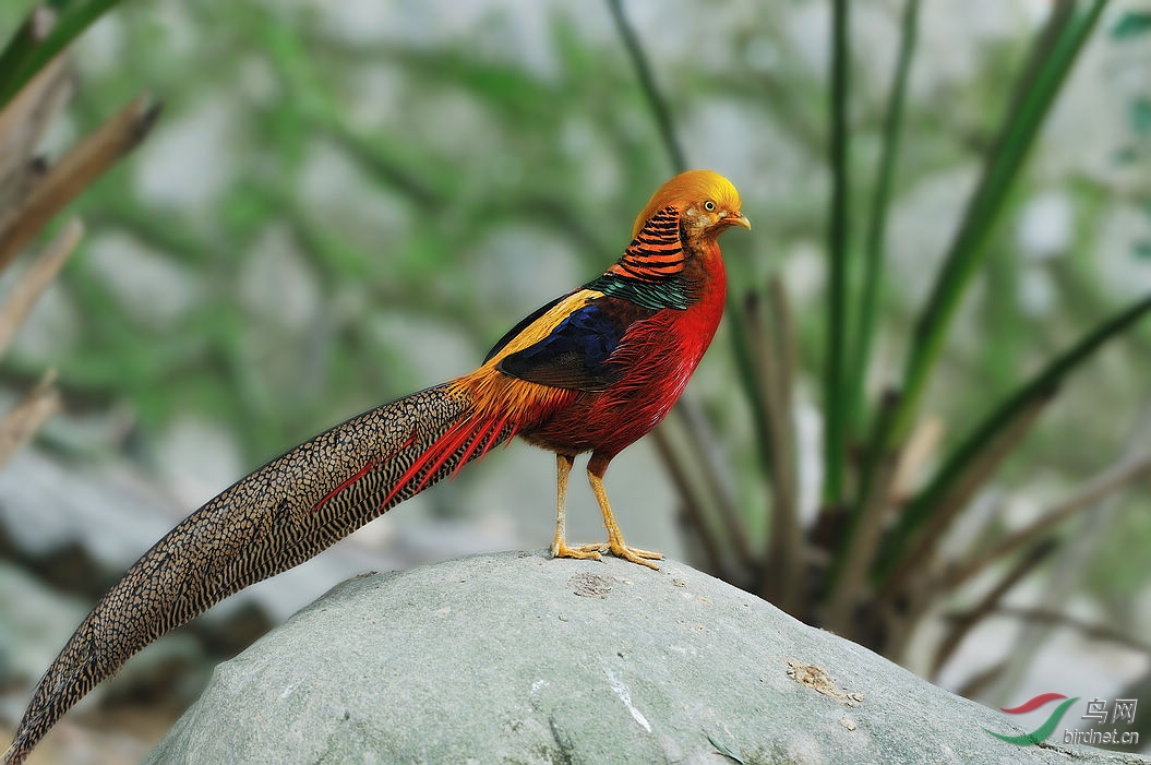 红腹锦鸡