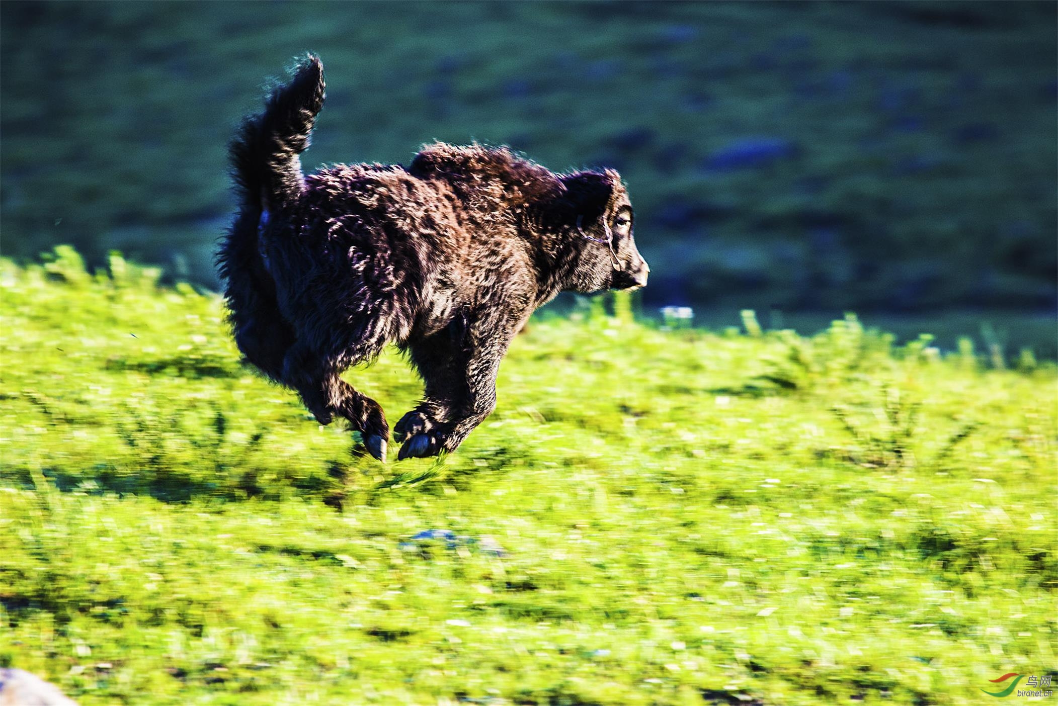 藏牦牛 - 内蒙古版 neimenggu 鸟网