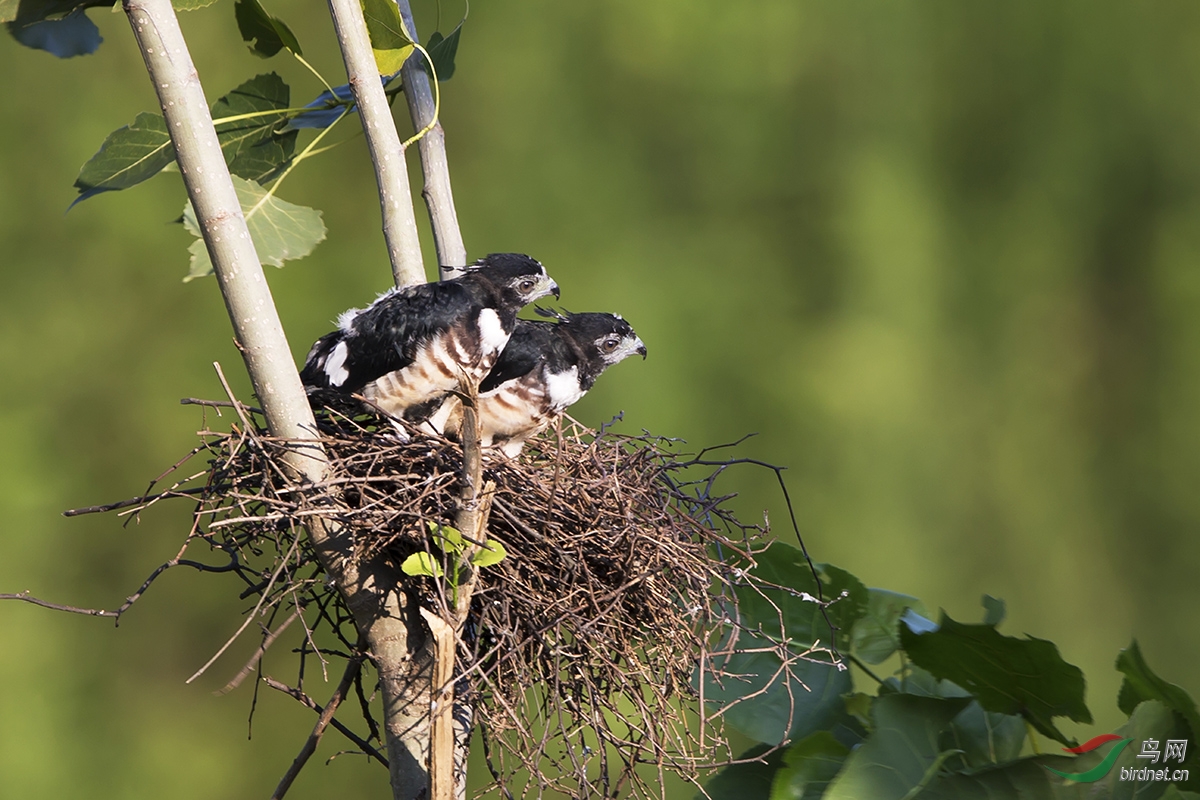 可爱的宝宝--黑冠鹃隼和它的幼崽