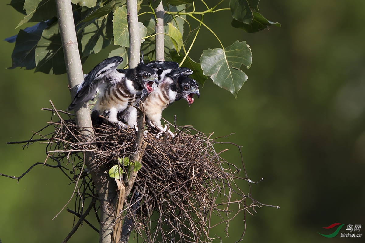 可爱的宝宝--黑冠鹃隼和它的幼崽