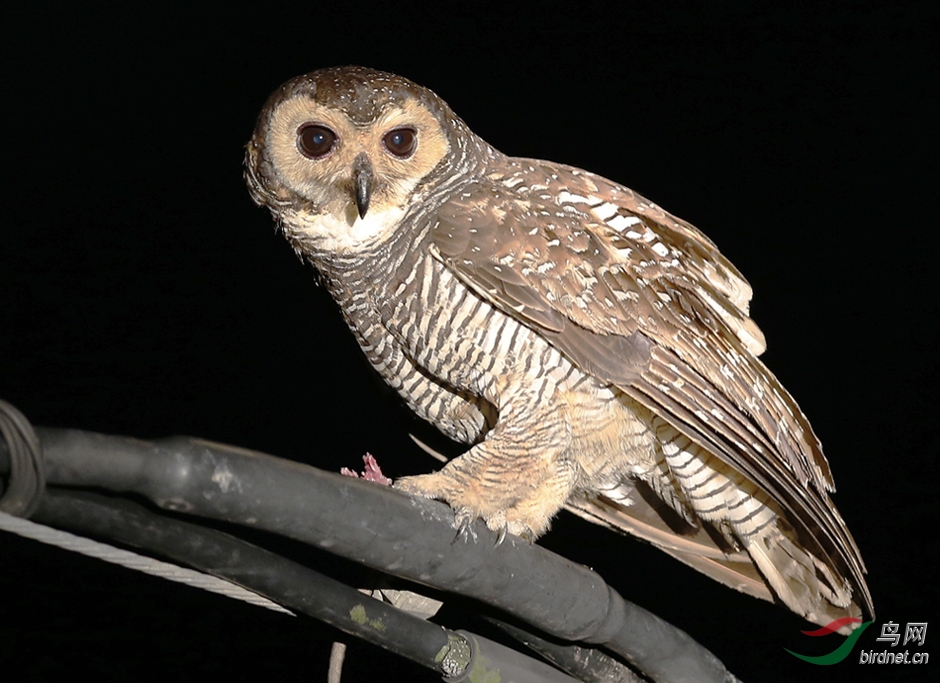 点斑林鸮 spotted wood owl