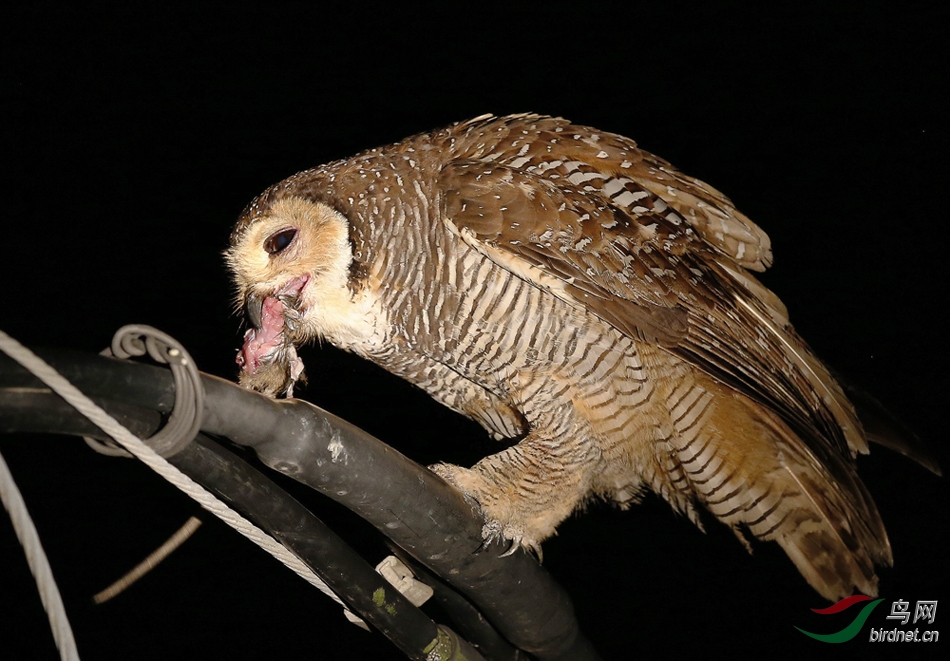 点斑林鸮spottedwoodowl