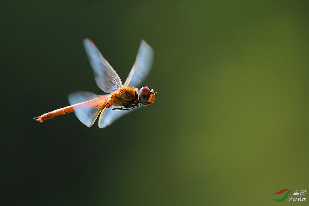 红蜻蜓 飞舞 相交