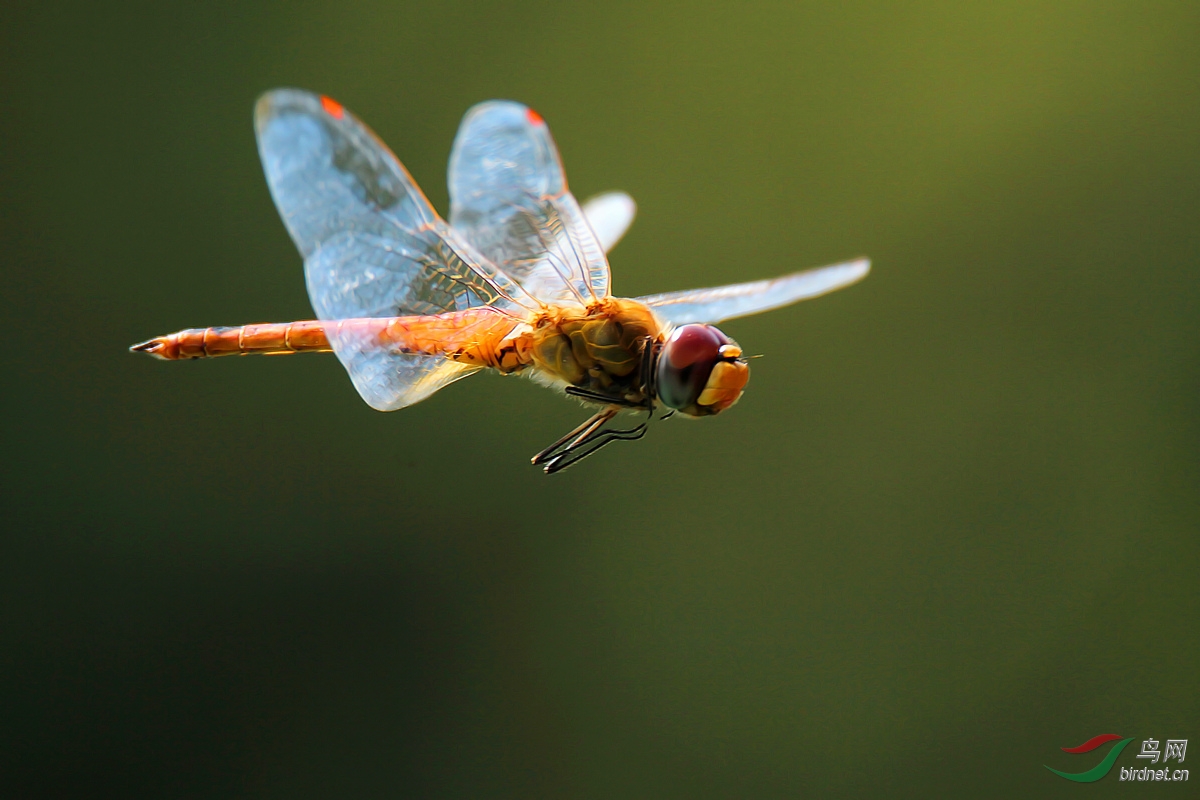红蜻蜓飞舞相交