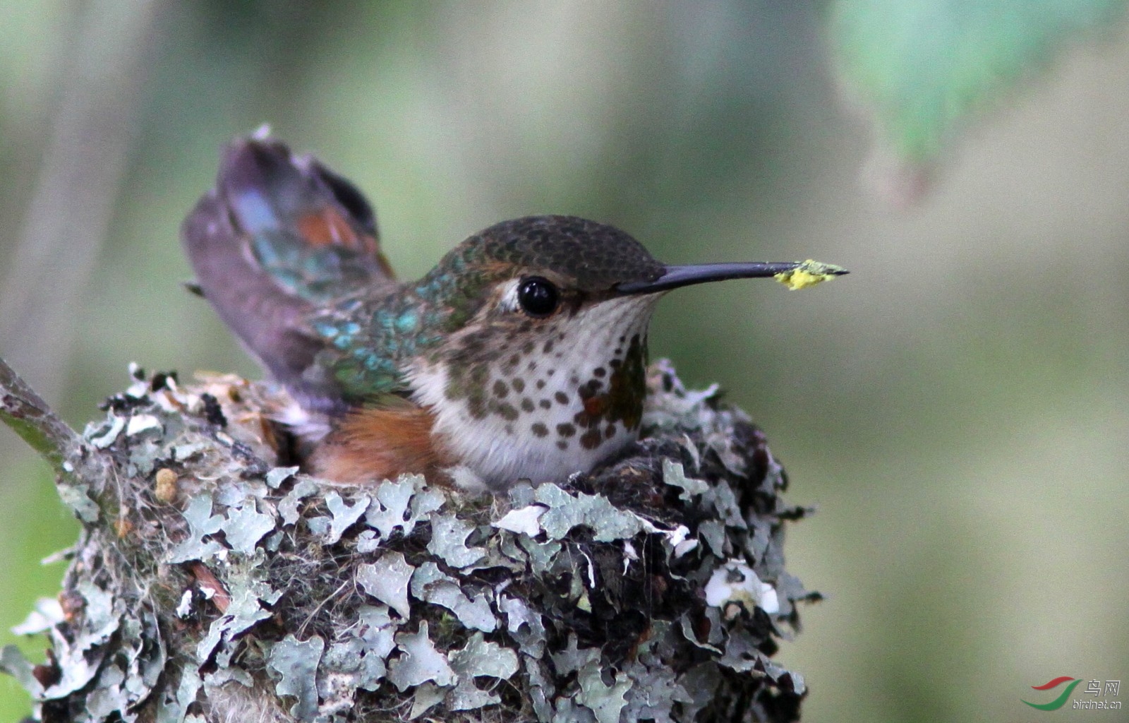 Reifel160509 362t.JPG