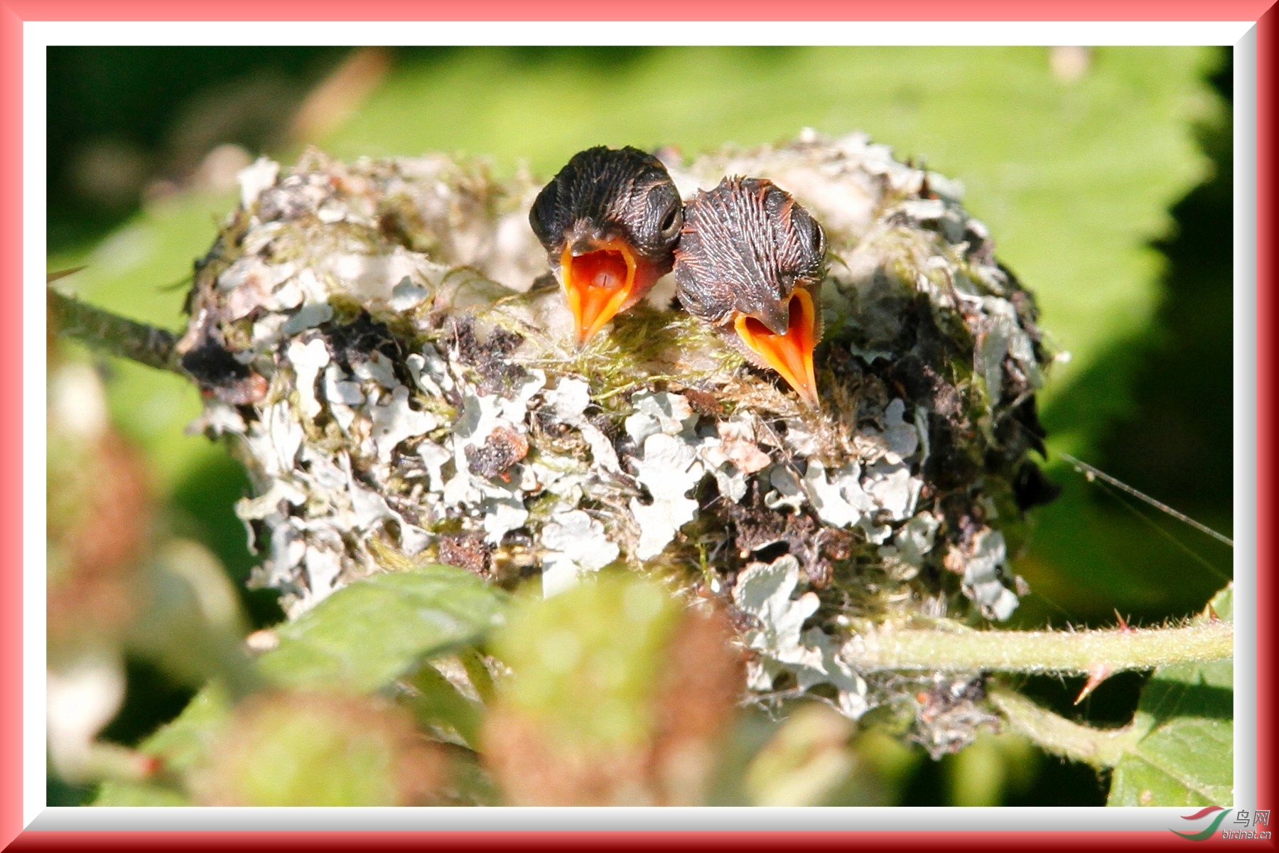 蜂鸟蛋孵化图片