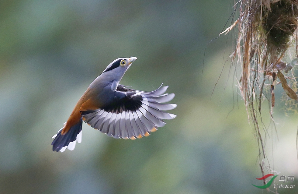 银胸丝冠鸟 silver-breasted broadbill