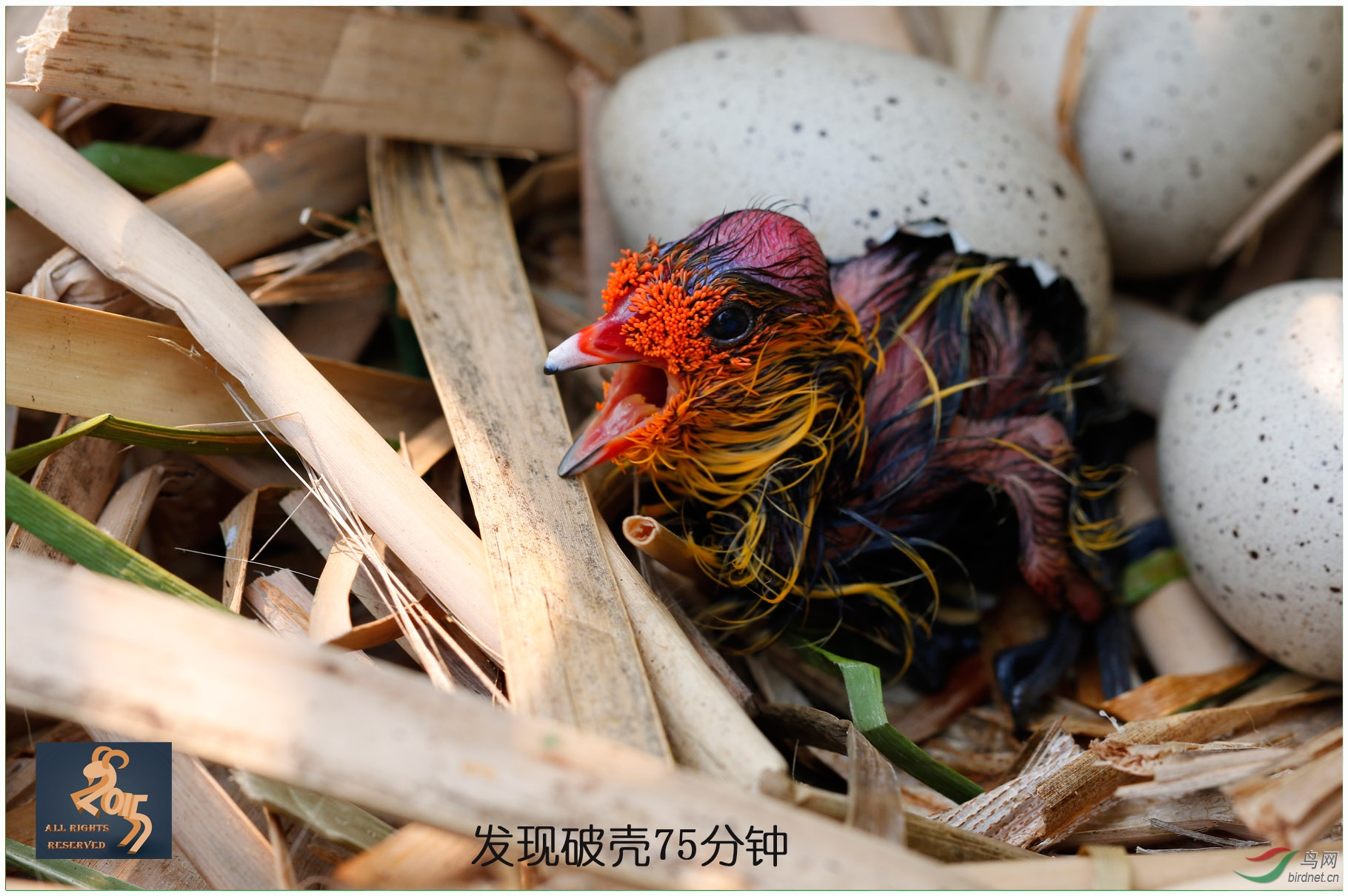白骨顶鸡破壳全纪实