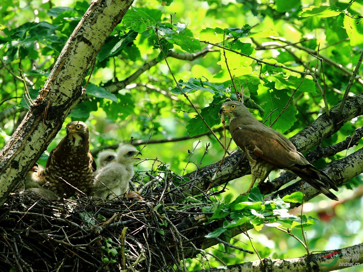 鵟鷹)灰臉鵟鷹 grey-faced buzzard——賀圖1獲首頁精華圖片 - 四川版