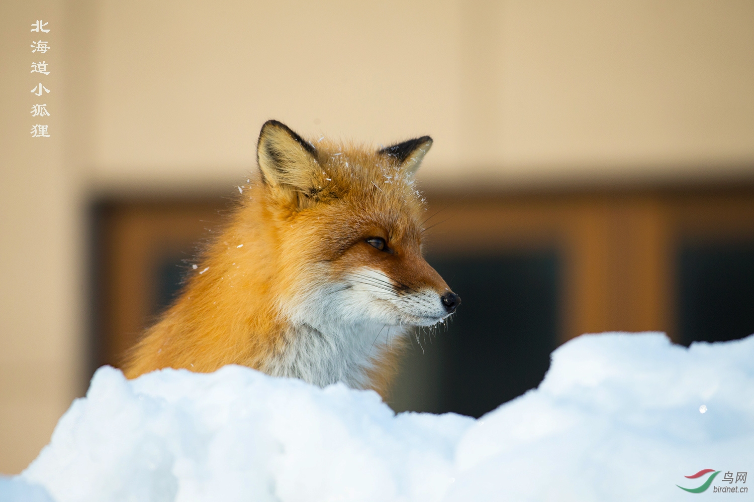 赤狐闯入民宅的小狐狸祝贺图2获首页每日精华