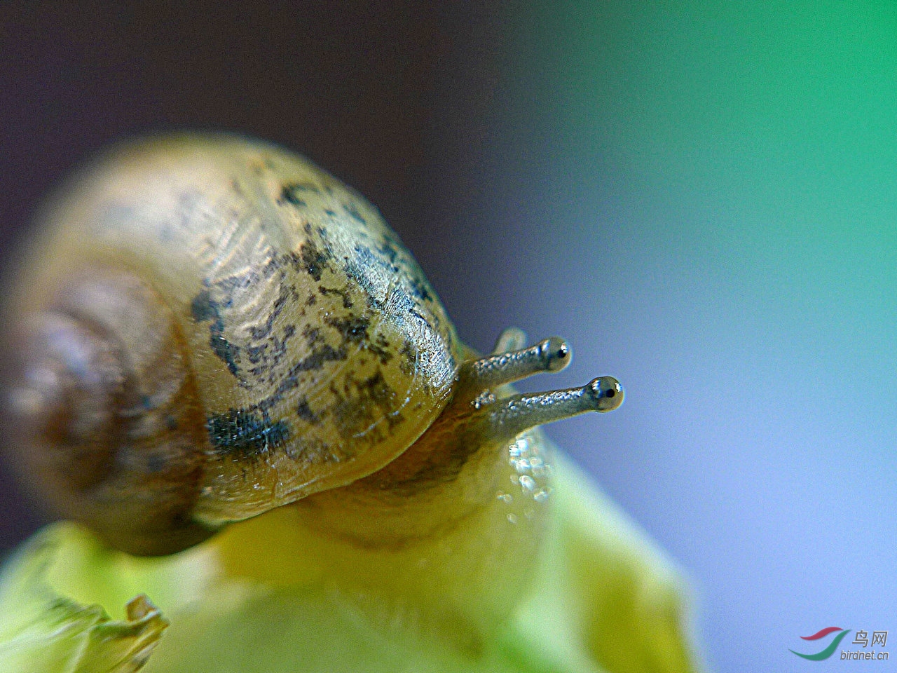 这是小蜗牛的眼睛吗?