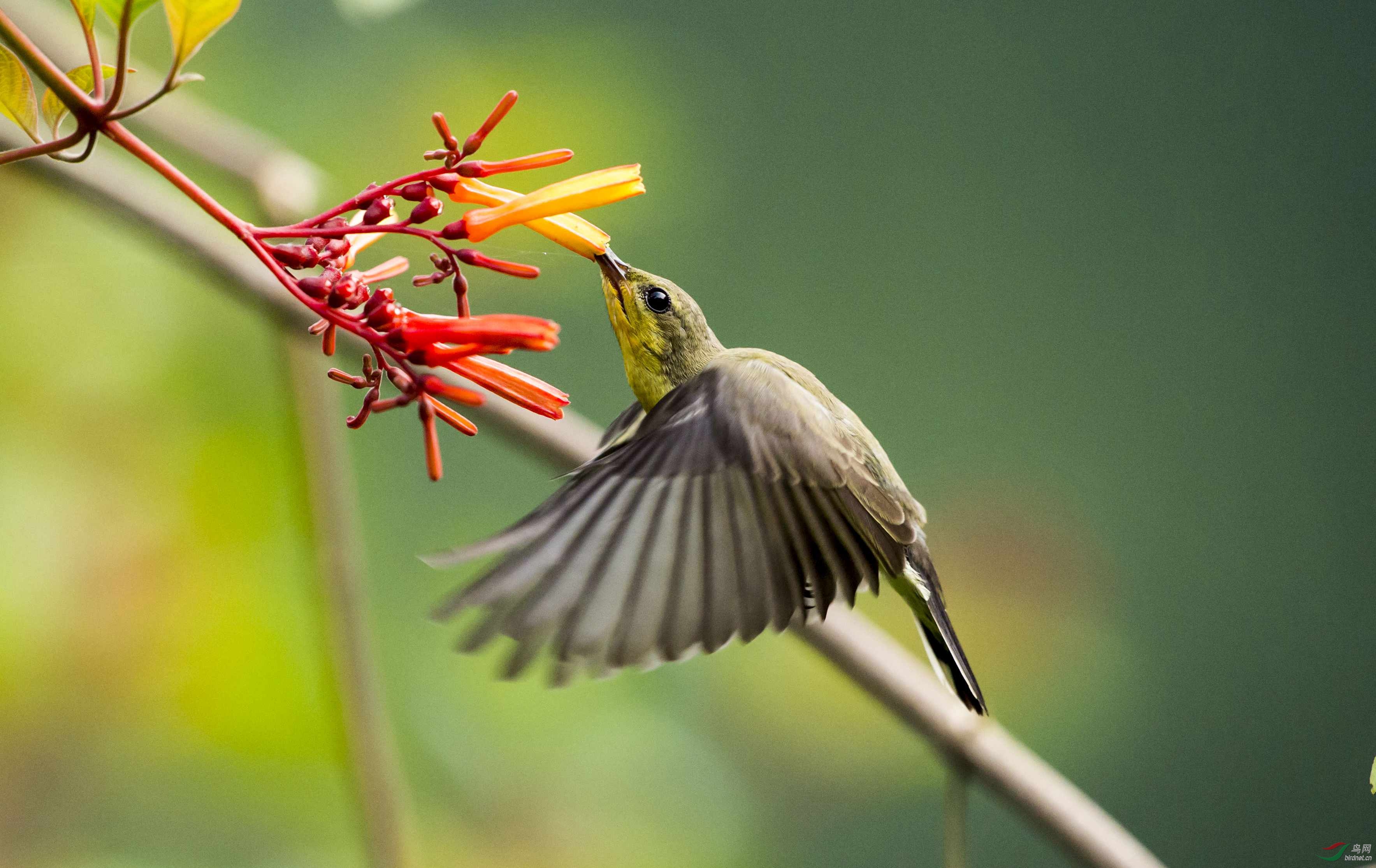 清晨,枝头有朵新开的花——黄腹花蜜鸟的故事之三十一