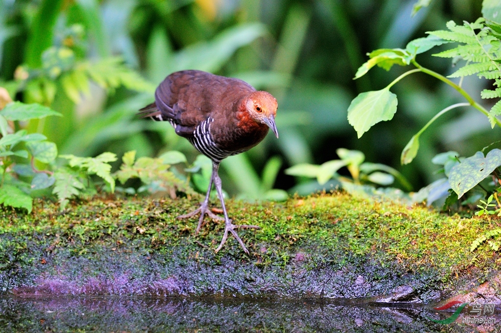 灰脚斑秧鸡沐浴