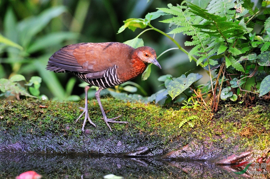 灰脚斑秧鸡沐浴