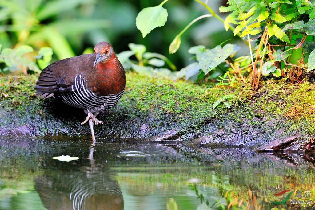 灰脚斑秧鸡沐浴