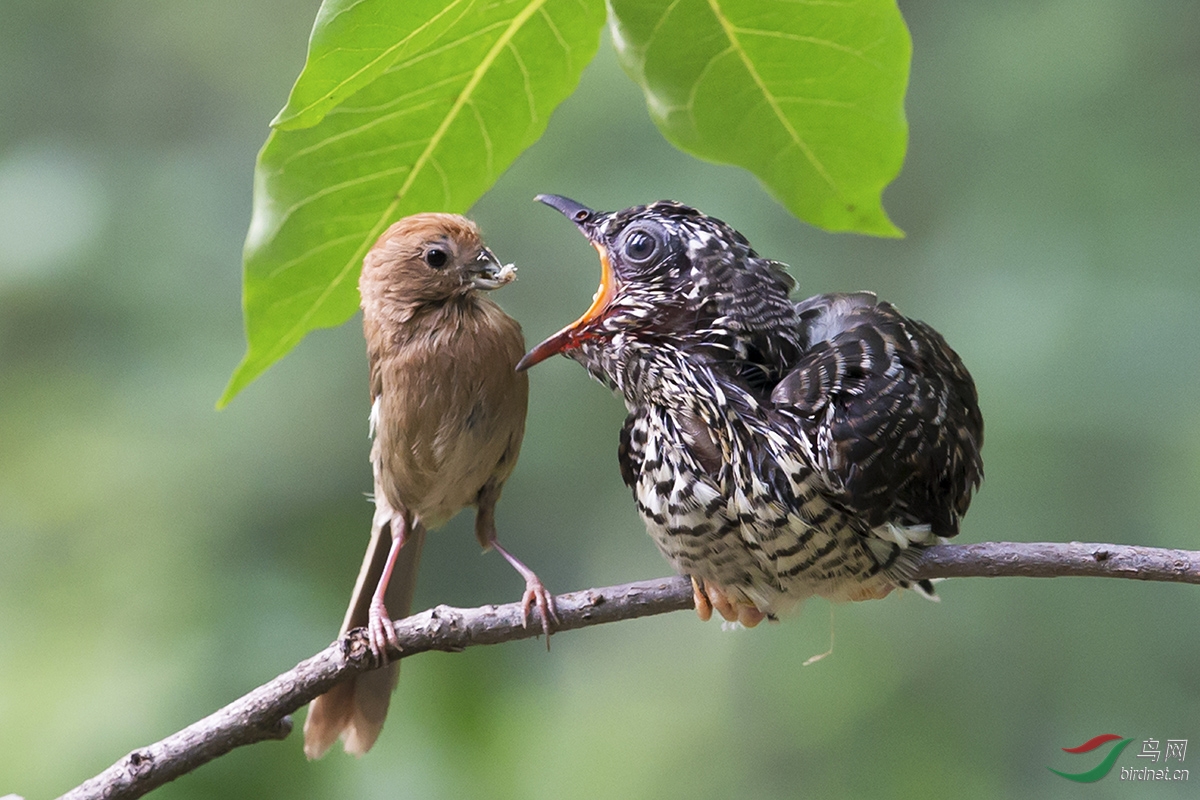 鸠占雀巢——棕头鸦雀和小噪鹃