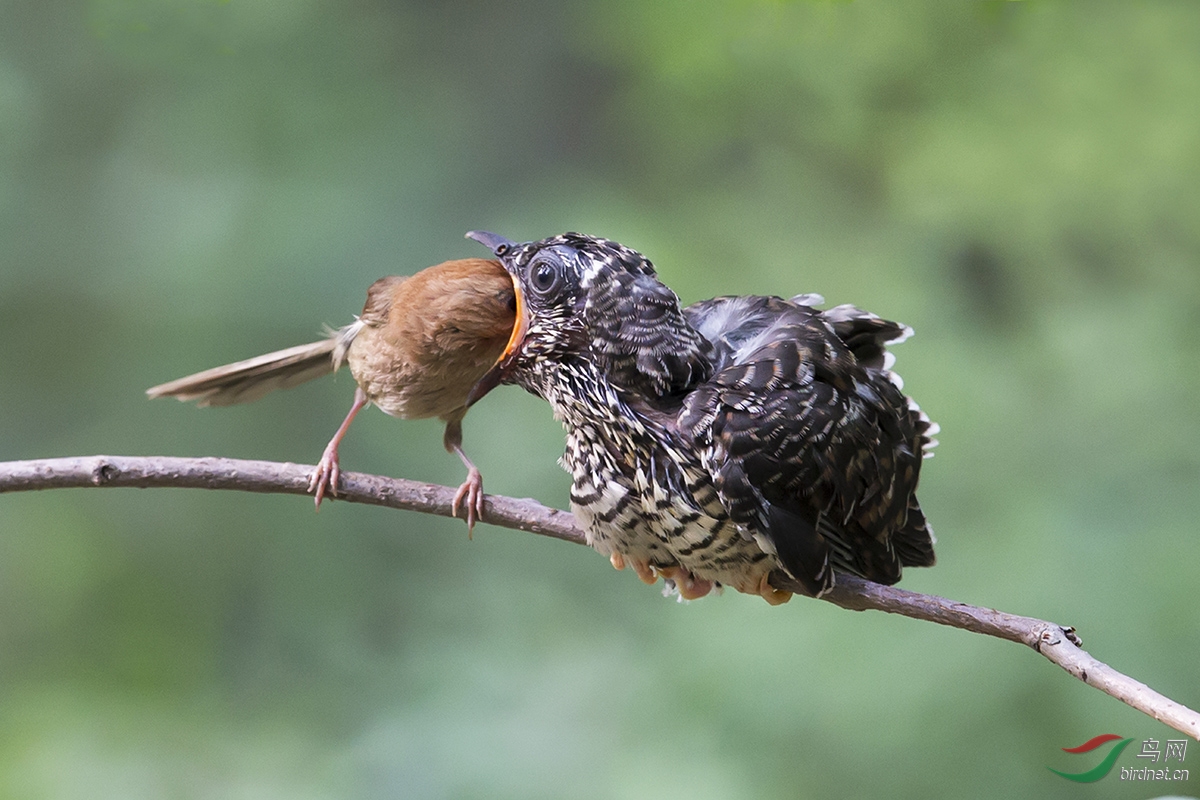 鸠占雀巢——棕头鸦雀和小噪鹃