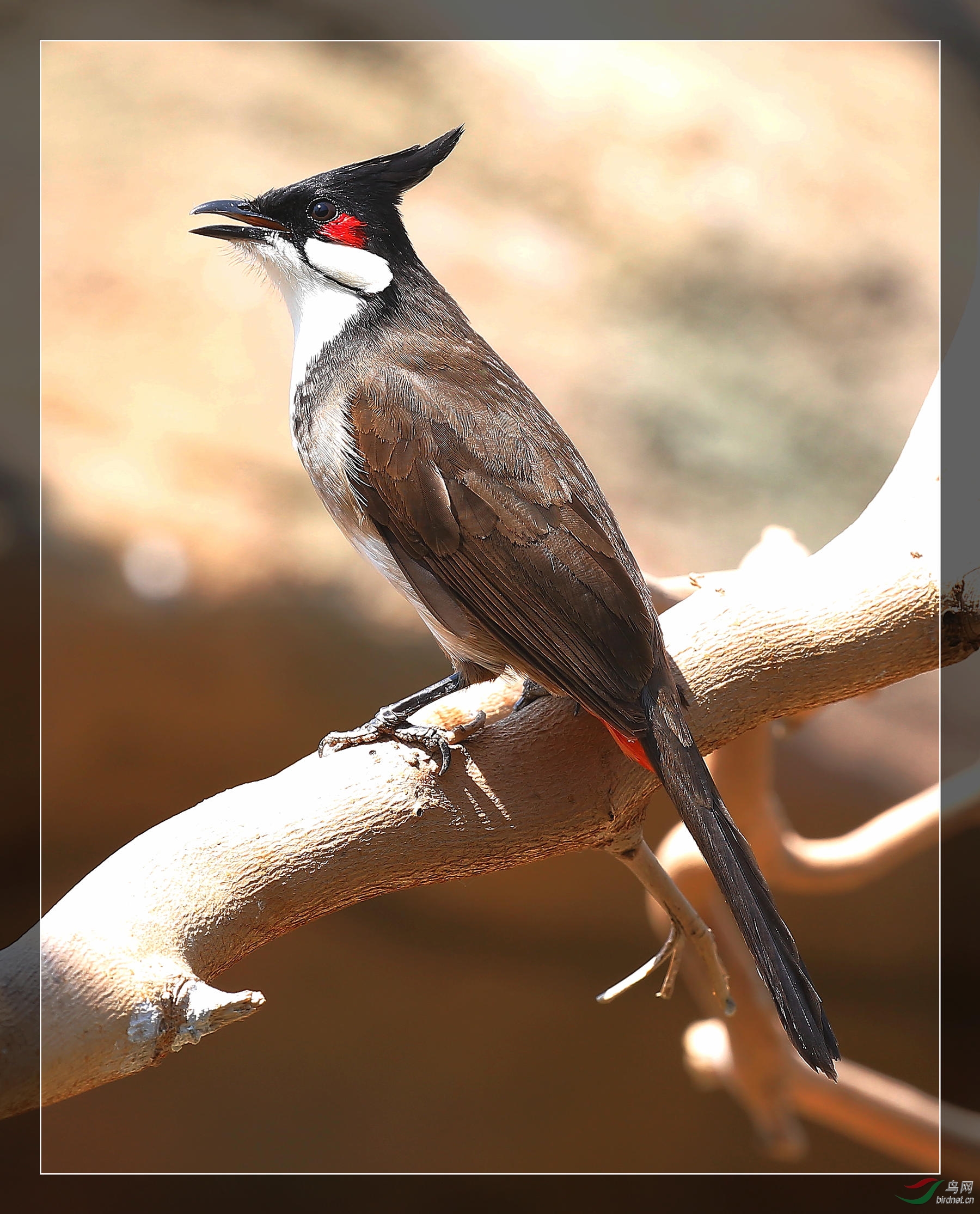 红臀鹎恭贺江苏版兴旺