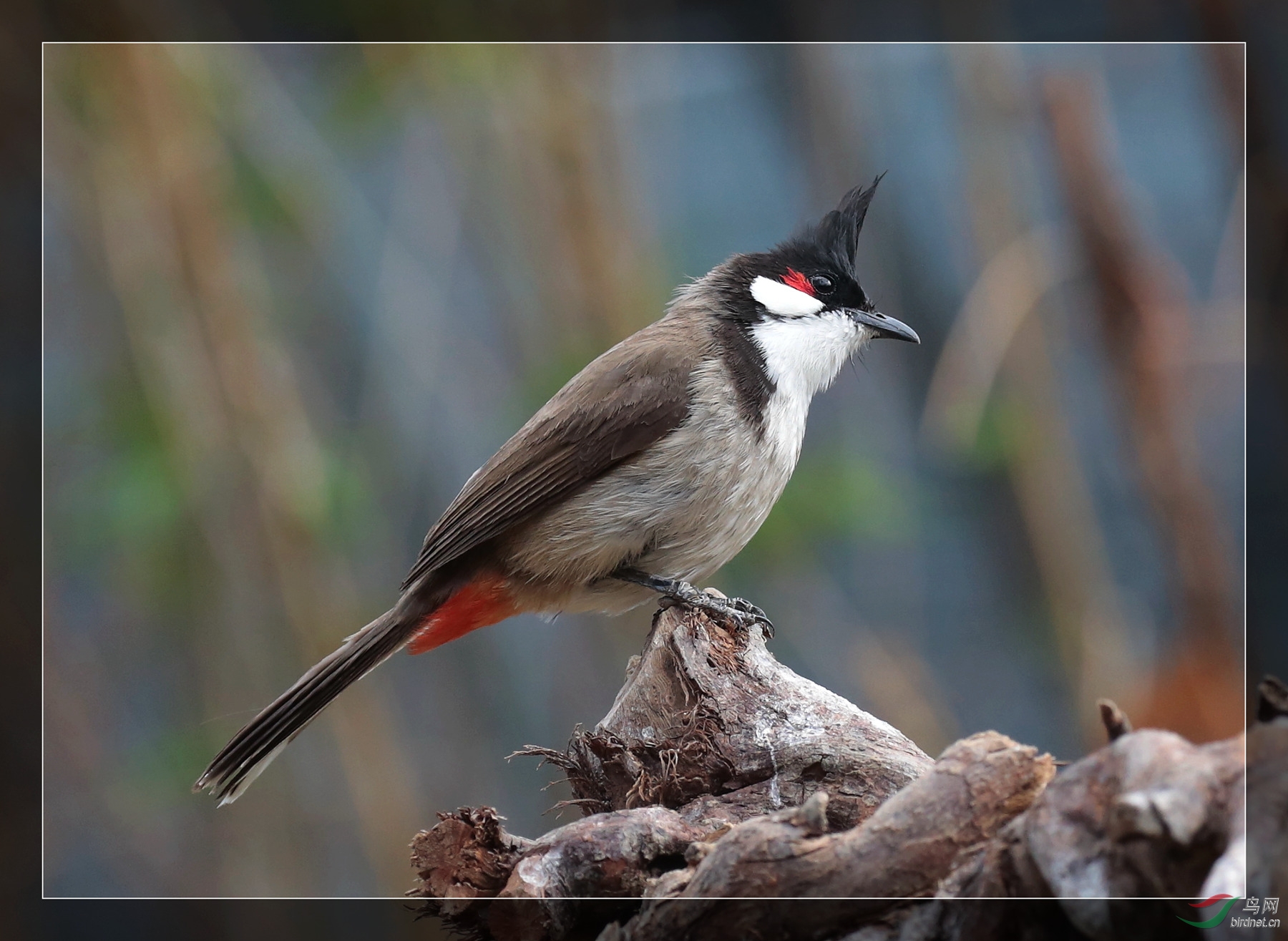 红臀鹎恭贺江苏版兴旺