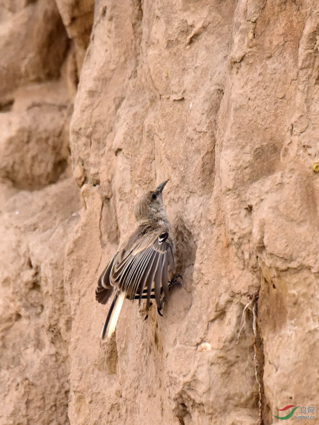 地山雀 - 辽宁版 liaoning 鸟网