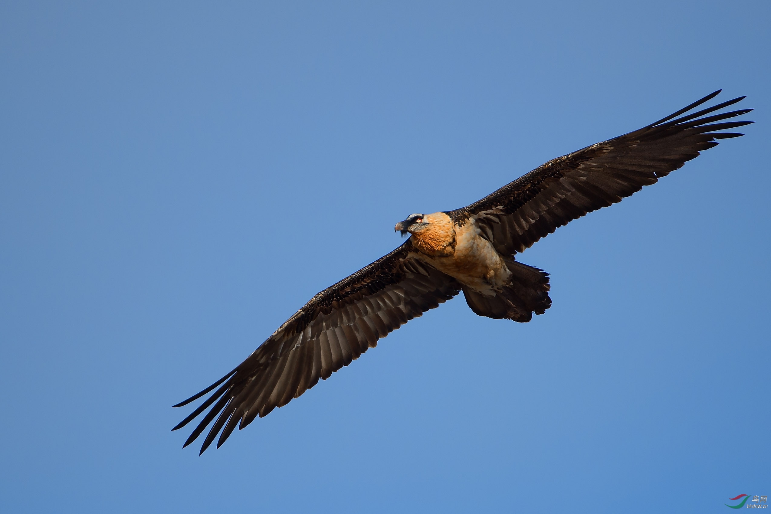(胡兀鹫)蓝天下巡视领地-胡兀鹫 bearded vulture(贺图1获首页精华