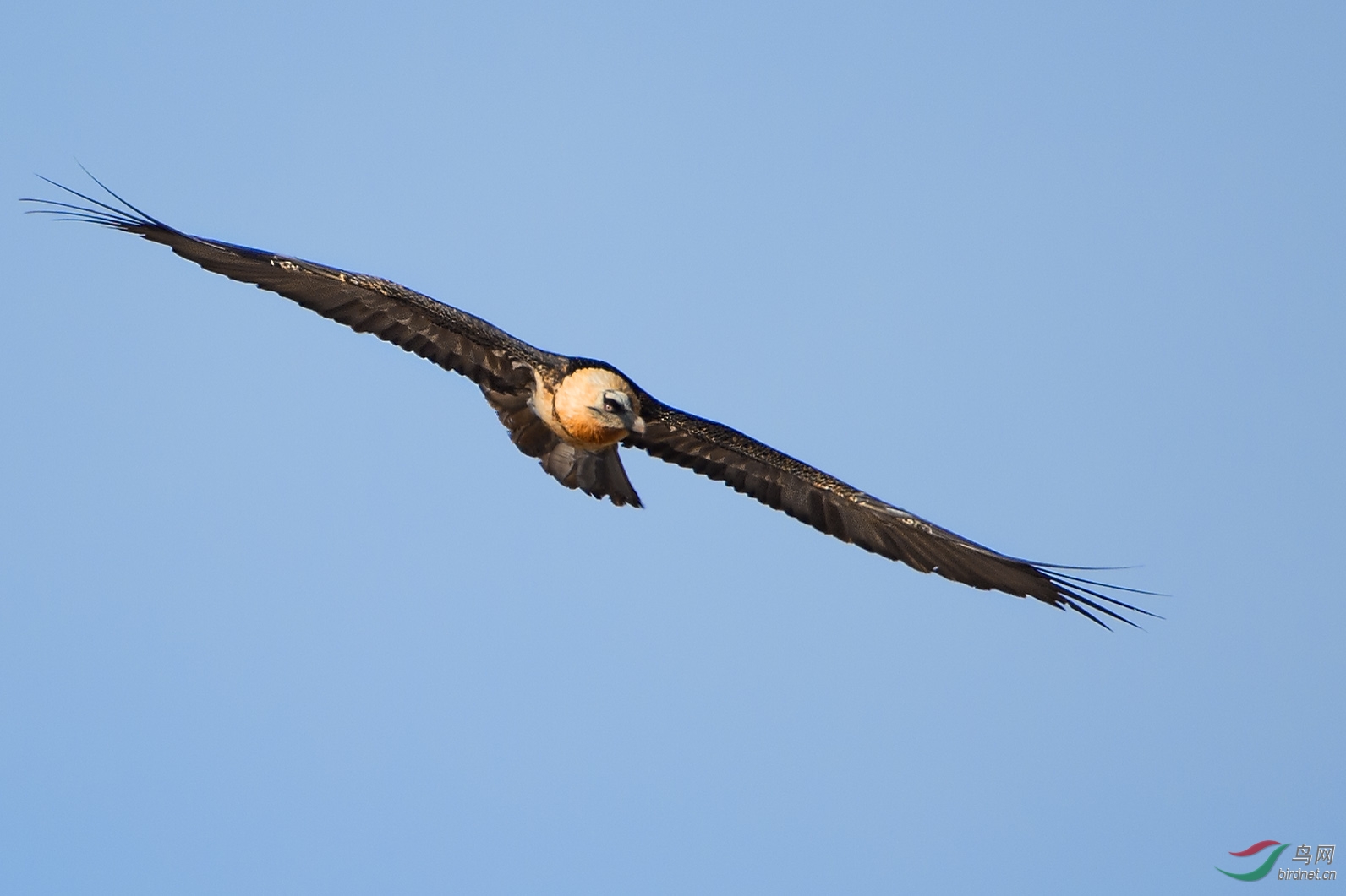 (胡兀鹫)蓝天下巡视领地-胡兀鹫 bearded vulture(贺图1获首页精华