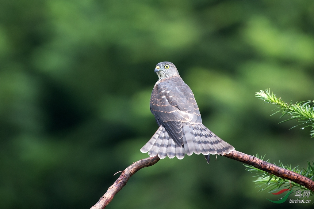 最是那一回眸的灵动赤腹鹰亚成鸟的故事五