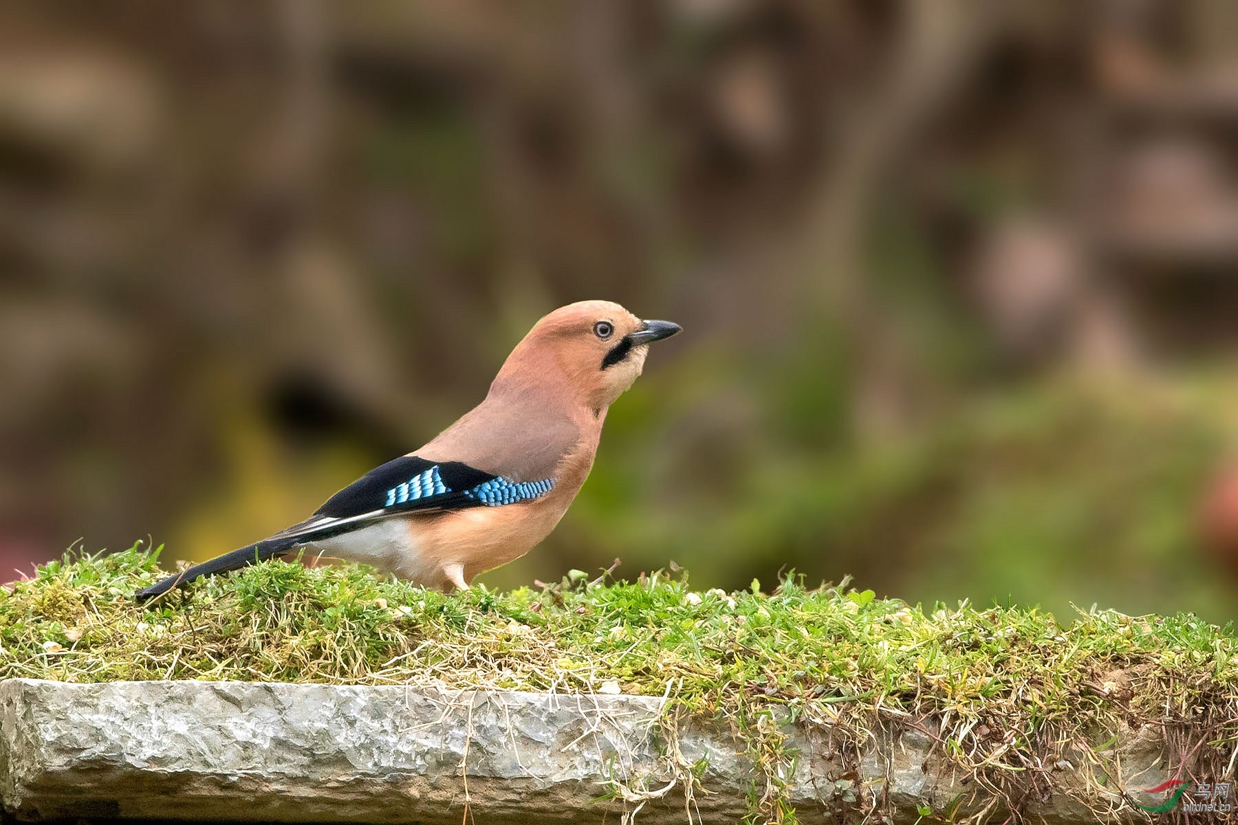 松鸦为湖北版加油!