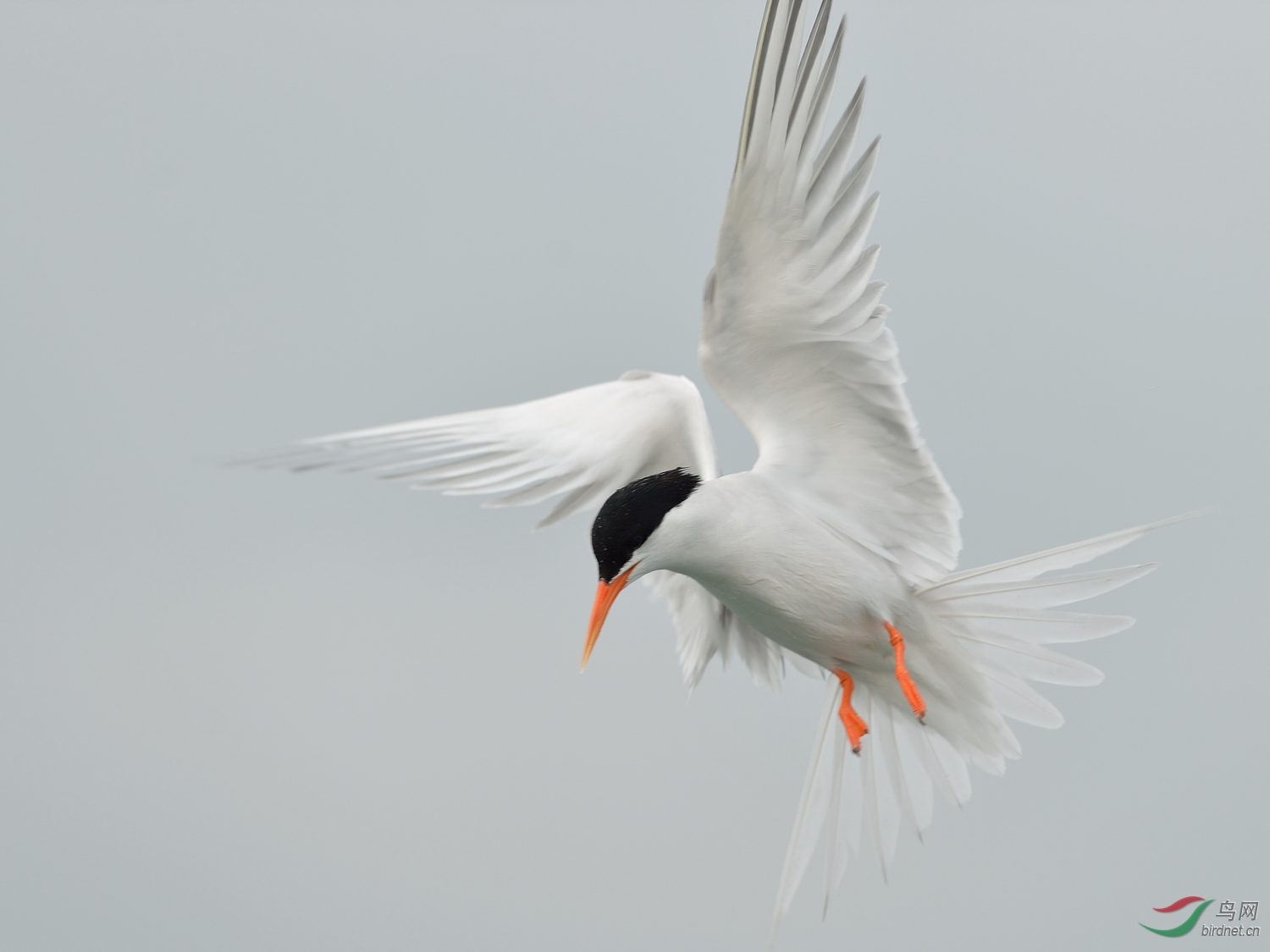 粉红燕鸥粉红燕鸥roseatetern贺图1获首页精华图片