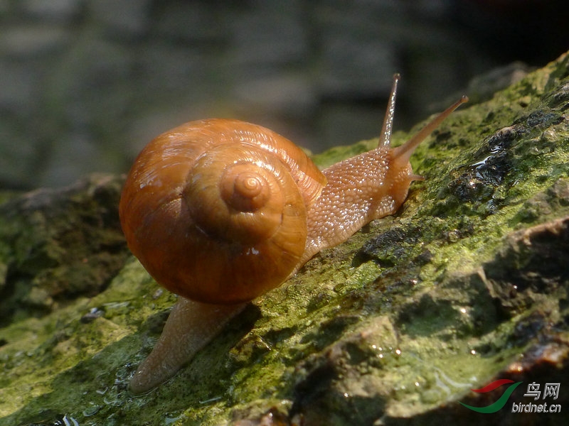 慢慢爬的蜗牛表情包图片