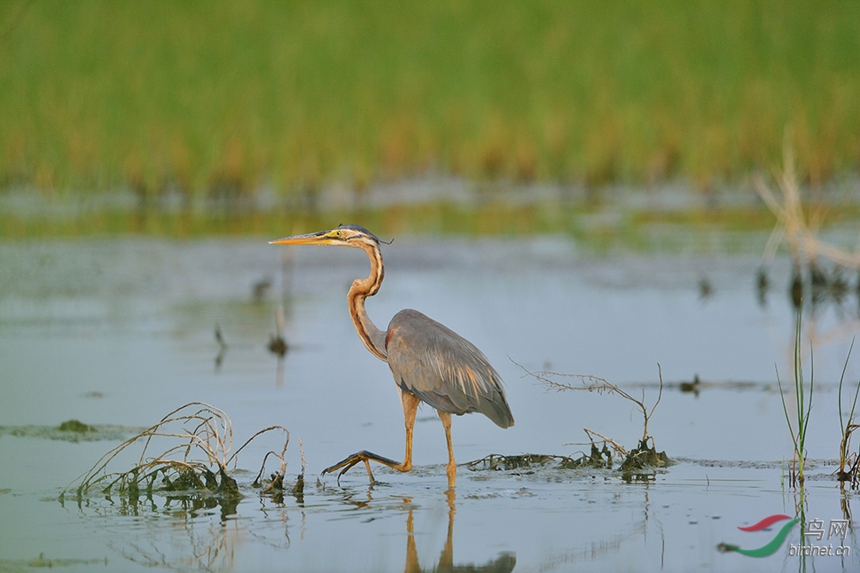 草鹭