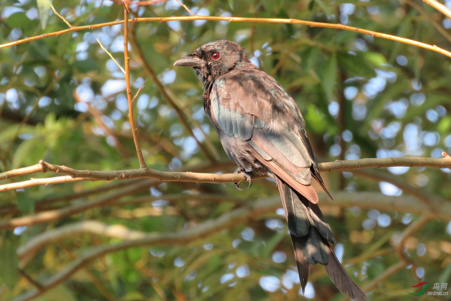 借力斜阳终显金属光泽黑卷尾乌秋