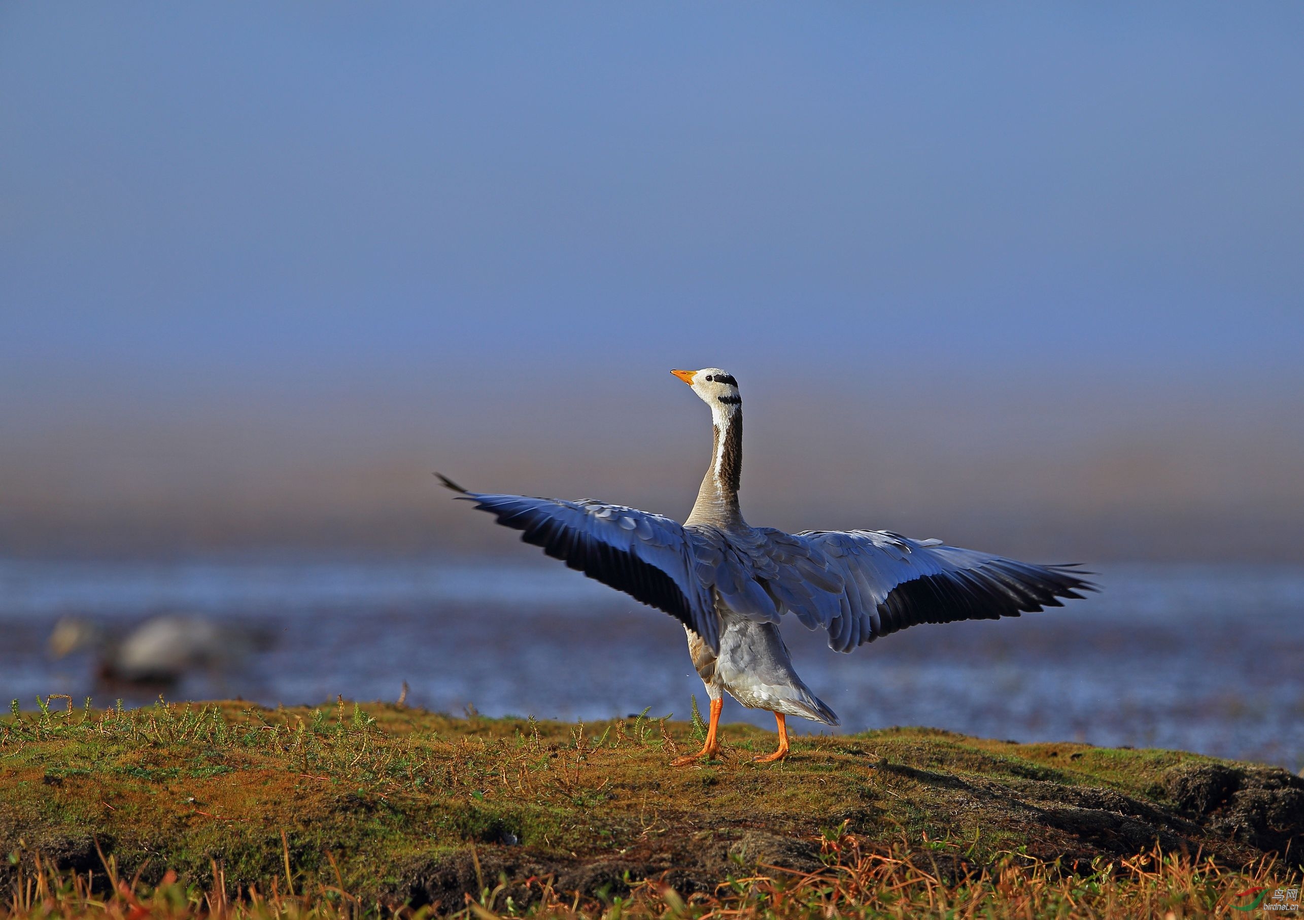 青海湖斑头雁图片图片