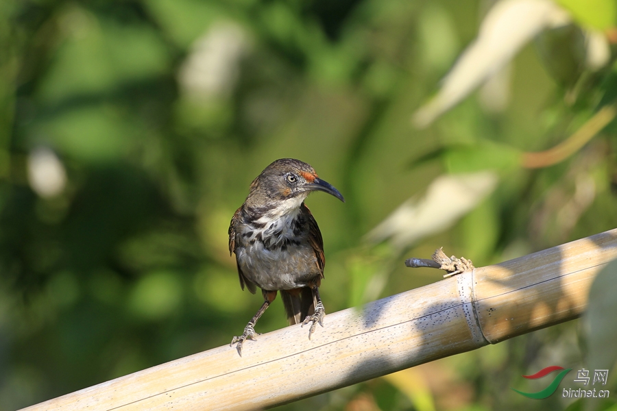台湾特有种大弯嘴画眉