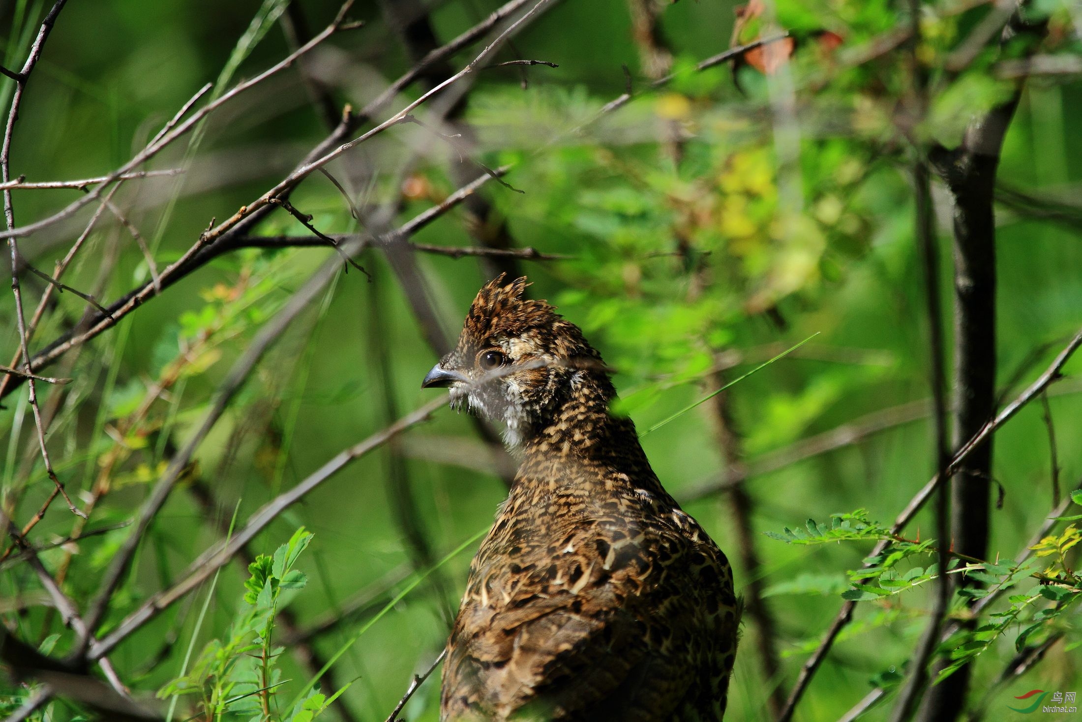 求鸟名?甘南拍摄