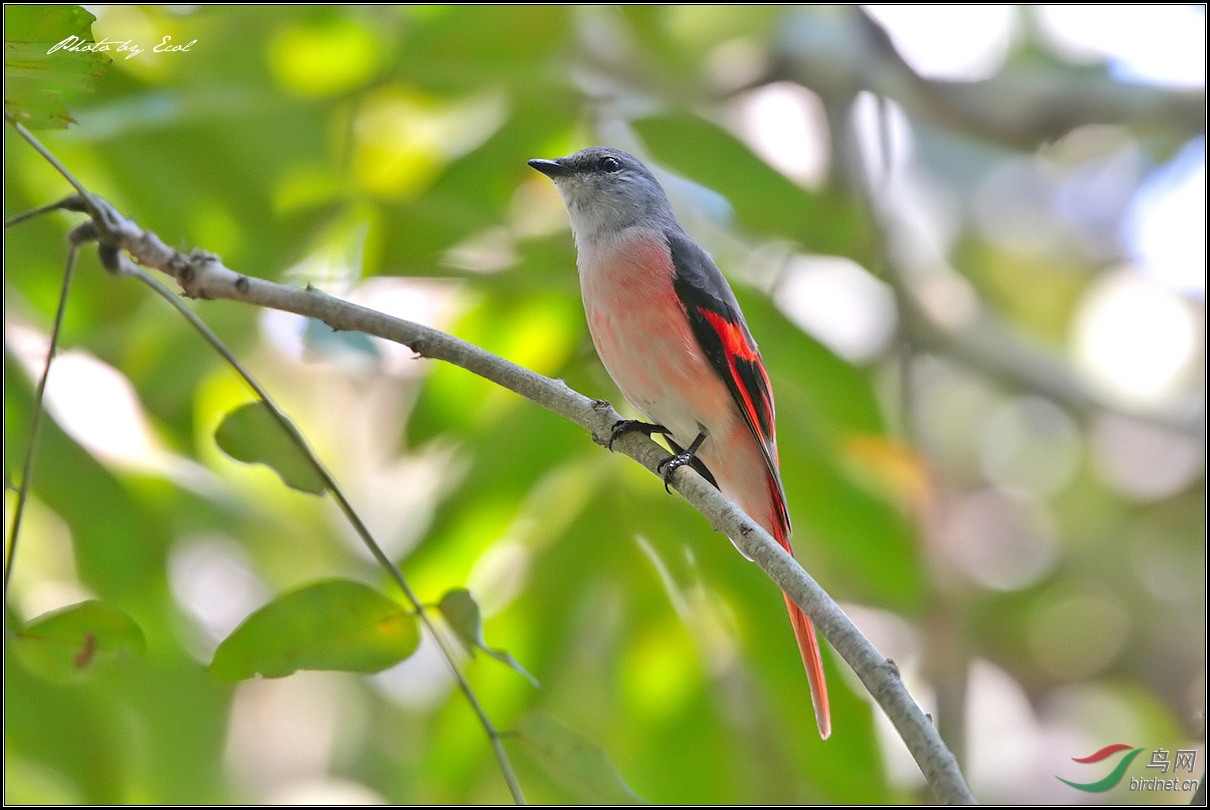 31-粉红山椒鸟-雨林区-1502-4f1a2348.jpg