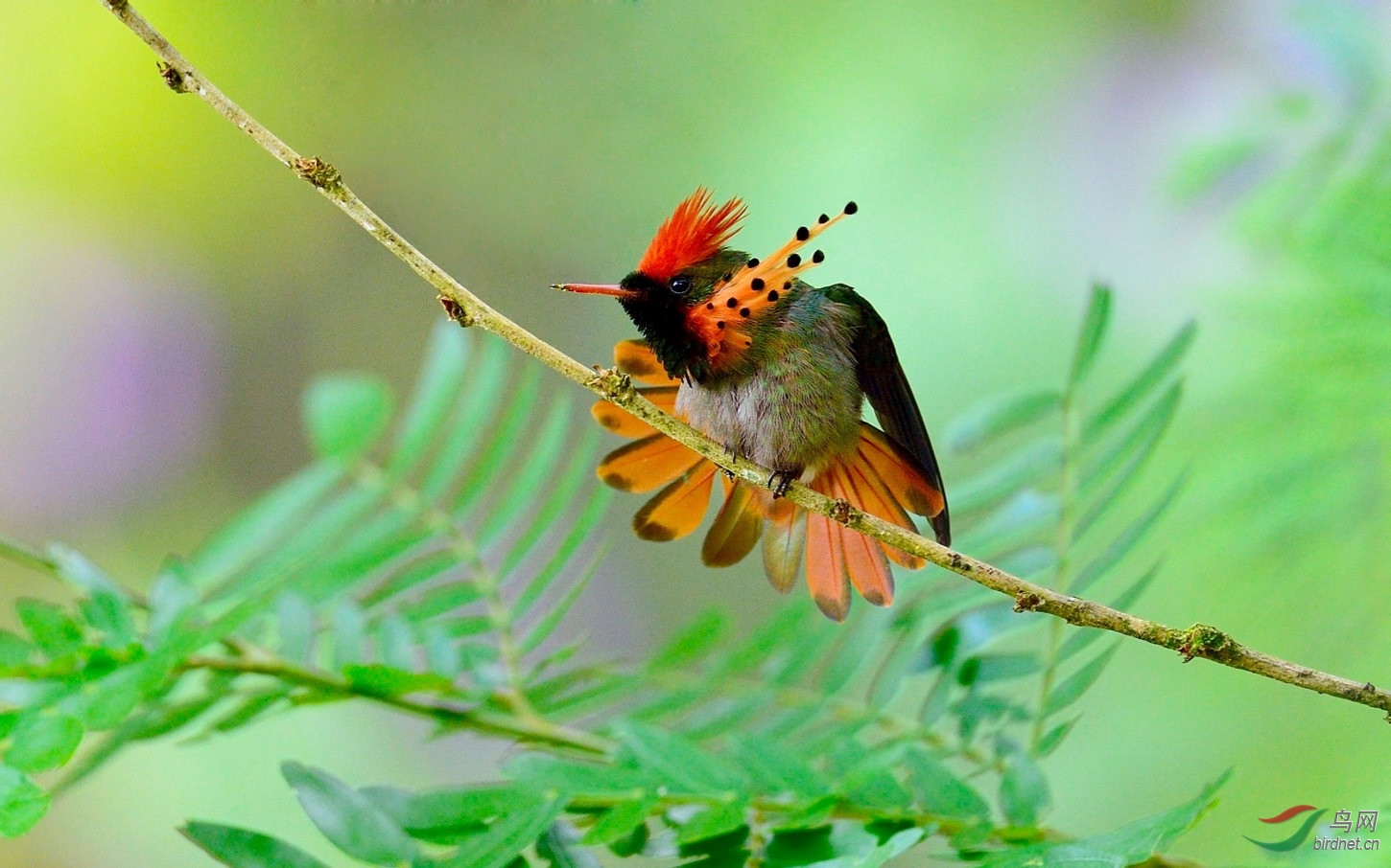 缨冠蜂鸟 tufted coquette ——贺图2获首页精华图片