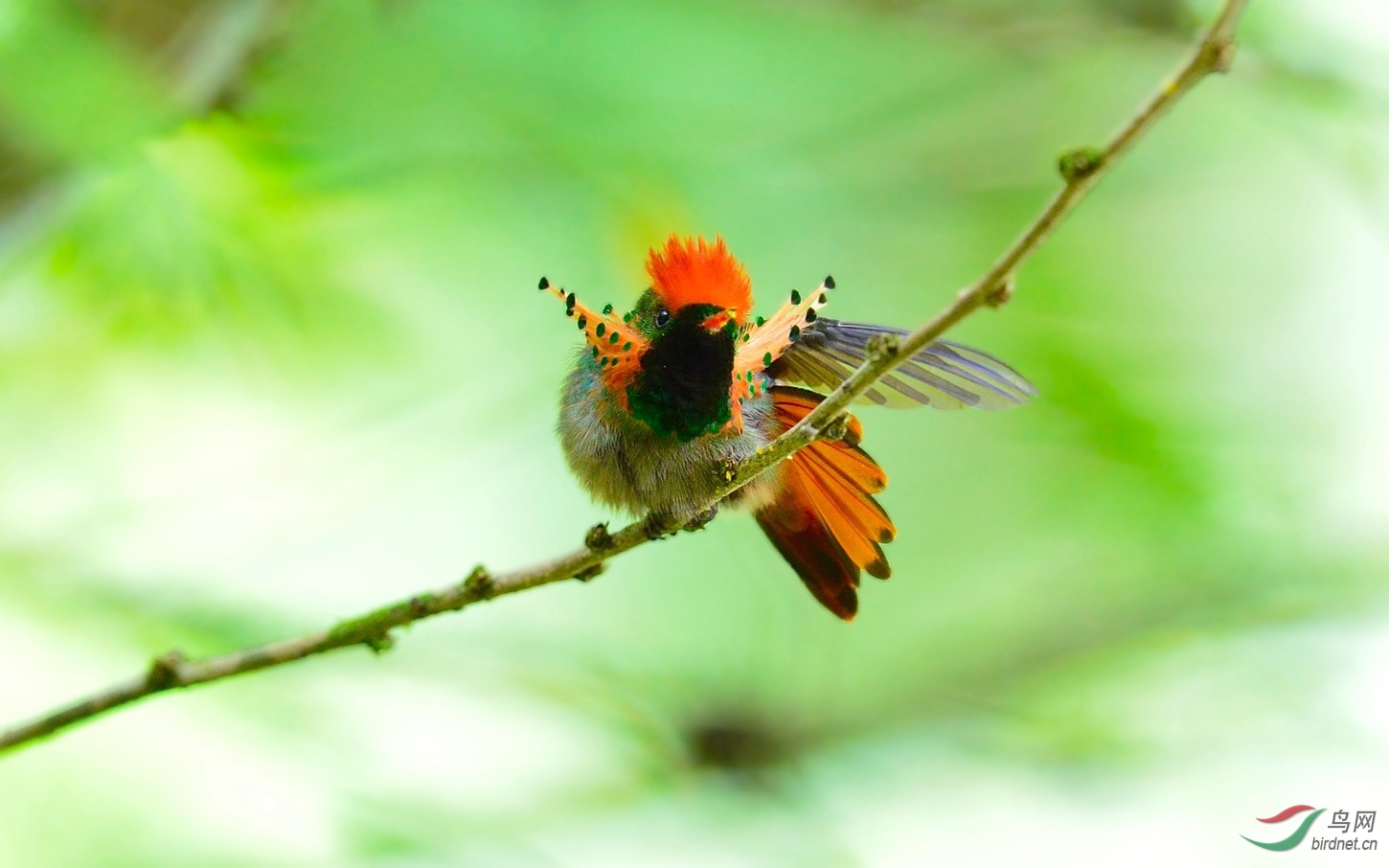 缨冠蜂鸟 tufted coquette ——贺图2获首页精华图片