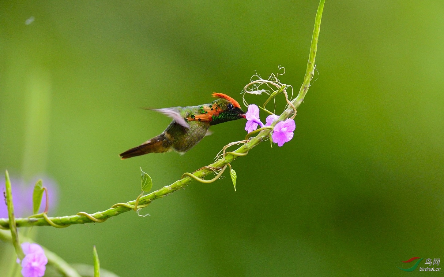 缨冠蜂鸟 tufted coquette ——贺图2获首页精华图片
