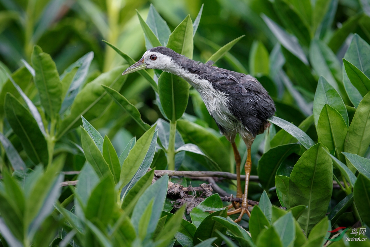 【白胸秧鸡 white-breasted waterhen】