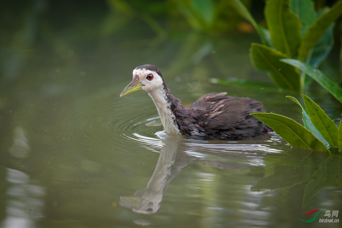 【白胸秧鸡 white-breasted waterhen】