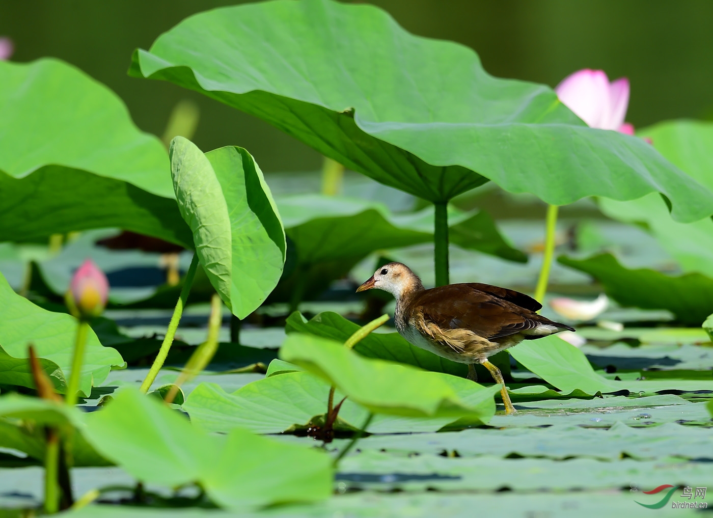 大脚黑水鸡亚成