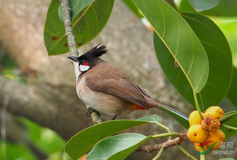 深圳红树林门口照的红颊鹎鸟,olympus epl3 75---300mm