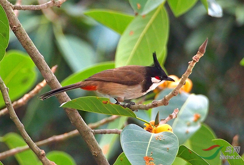 深圳红树林门口照的红颊鹎鸟,olympus epl3 75---300mm